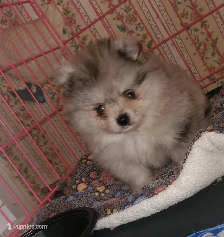Akc Blu Star Merle Female  – Pomeranian puppy for sale in Albany, GA