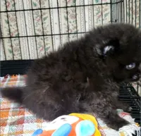 Akc Blackey, a male Pomeranian for sale in Albany, GA – 2 of 3