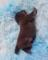 Akc Coco, a male Pomeranian for sale in Albany, GA – 3 of 4