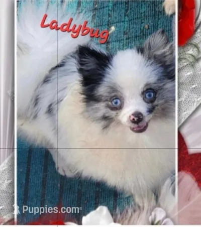 Ladybug  – Pomeranian puppy for sale in Albany, GA