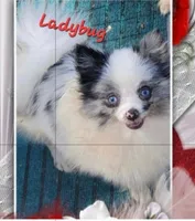 Ladybug , a female Pomeranian for sale in Albany, GA – 1 of 1