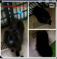 Akc Sonic , a male Pomeranian for sale in Albany, GA – 2 of 2