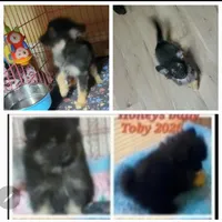 Akc Toby, a male Pomeranian for sale in Albany, GA – 2 of 3