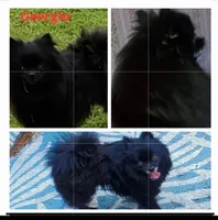 Ckc Georgia , a female Pomeranian for sale in Albany, GA – 2 of 2