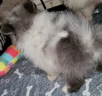 Ckc Chip Blu Merle , a male Pomeranian for sale in Albany, GA – 3 of 3