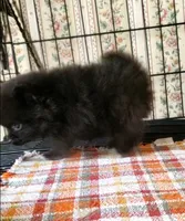 Akc Blackey, a male Pomeranian for sale in Albany, GA – 3 of 3