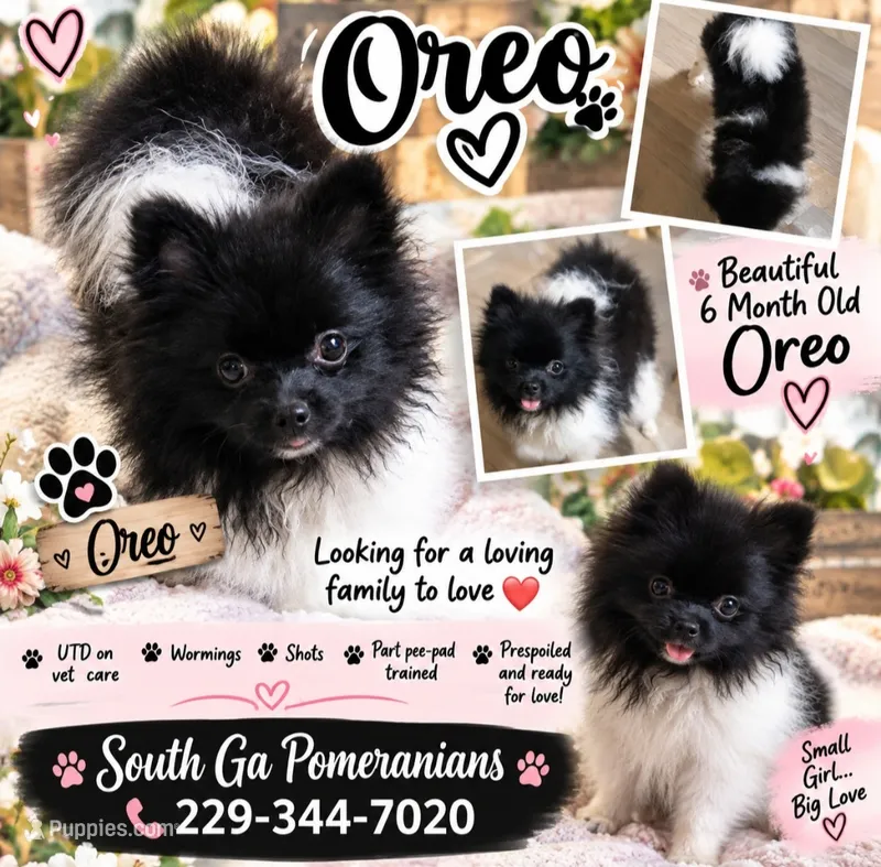 Ckc Oreo  – Pomeranian puppy for sale in Albany, GA