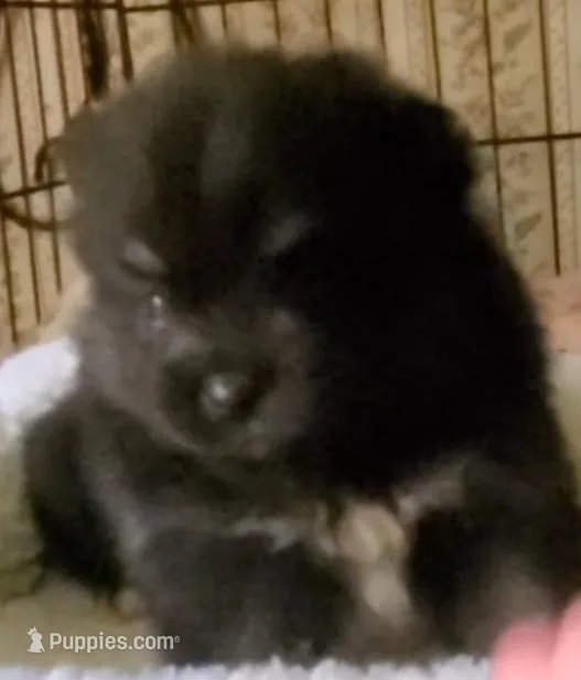 Champ – Pomeranian puppy for sale in Albany, GA