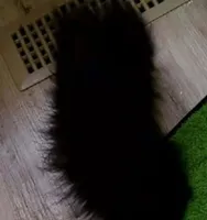 Sonic, a male Pomeranian for sale in Albany, GA – 2 of 2