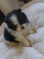 Akc Bella's Girl Tiny, a female Pomeranian for sale in Albany, GA – Photo 1 of 4