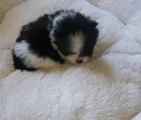 Akc Bella's Girl Tiny, a female Pomeranian for sale in Albany, GA – Photo 3 of 4