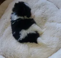 Akc Bella's Girl Tiny, a female Pomeranian for sale in Albany, GA – Photo 4 of 4