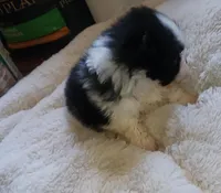 Akc Bella's Girl Tiny, a female Pomeranian for sale in Albany, GA – Photo 2 of 4