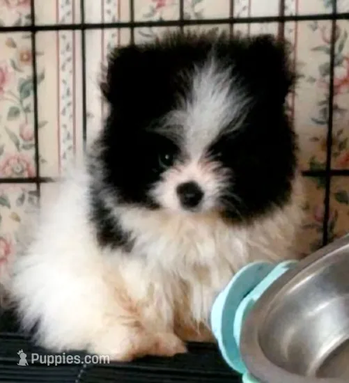 Akc Buzz – Pomeranian puppy for sale in Albany, GA