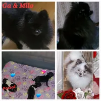 Ckc Ga boy, a male Pomeranian for sale in Albany, GA – Photo 3 of 4