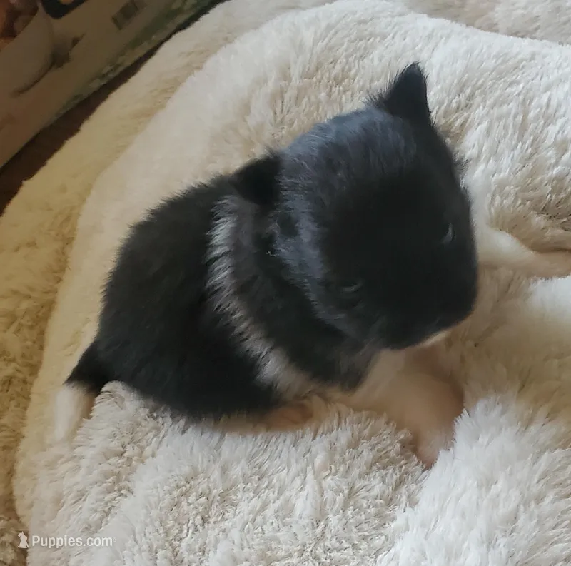 Ckc Ga boy – Pomeranian puppy for sale in Albany, GA