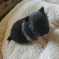 Ckc Ga boy, a male Pomeranian for sale in Albany, GA – Photo 1 of 4