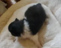 Ckc Ga boy, a male Pomeranian for sale in Albany, GA – Photo 2 of 4