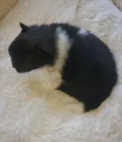 Ckc Ga boy, a male Pomeranian for sale in Albany, GA – Photo 4 of 4