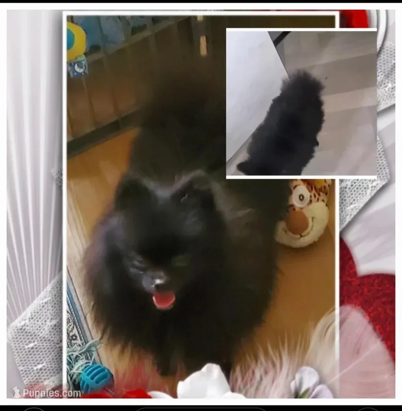 Black Pearl  – Pomeranian puppy for sale in Albany, GA
