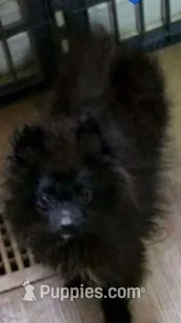 Akc Sonic  – Pomeranian puppy for sale in Albany, GA
