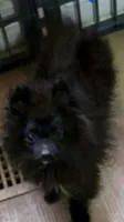 Akc Sonic , a male Pomeranian for sale in Albany, GA – 1 of 2