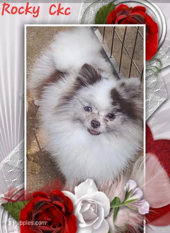 Ckc Rocky – Pomeranian puppy for sale in Albany, GA
