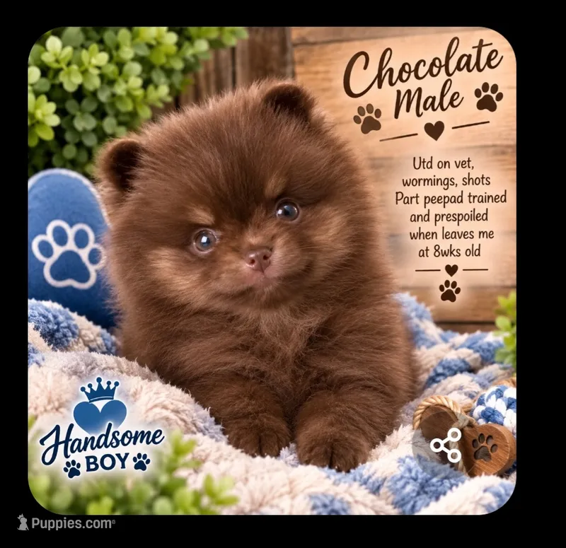 Akc Coco – Pomeranian puppy for sale in Albany, GA