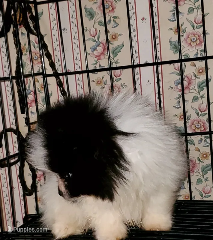 Akc Little Girl – Pomeranian puppy for sale in Albany, GA