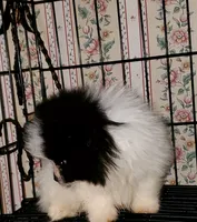 Akc Little Girl, a female Pomeranian for sale in Albany, GA – 1 of 3