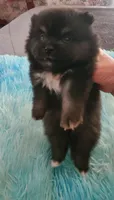 Champ, a male Pomeranian for sale in Albany, GA – 3 of 4