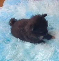 Little Bit, a female Pomeranian for sale in Albany, GA – 2 of 4