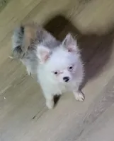 Akc Tiny Gidget, a female Pomeranian for sale in Albany, GA – 1 of 4