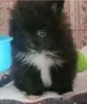 Little Bit – Pomeranian puppy for sale in Albany, GA