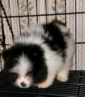 Akc Panda , a male Pomeranian for sale in Albany, GA – 2 of 4