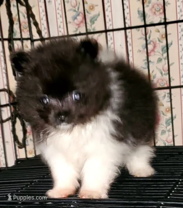 Tiny Tim – Pomeranian puppy for sale in Albany, GA