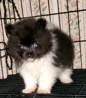 Tiny Tim, a male Pomeranian for sale in Albany, GA – 1 of 5