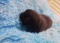 Akc Coco, a male Pomeranian for sale in Albany, GA – 4 of 4
