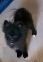 Sonic, a male Pomeranian for sale in Albany, GA – 1 of 2