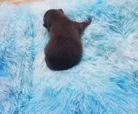 Akc Coco, a male Pomeranian for sale in Albany, GA – 2 of 4