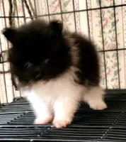Tiny Tim, a male Pomeranian for sale in Albany, GA – 2 of 5
