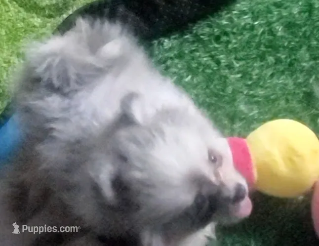 Ckc Chip Blu Merle  – Pomeranian puppy for sale in Albany, GA