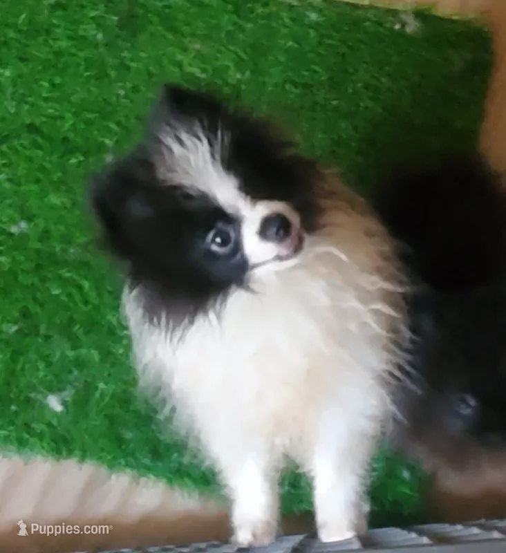 Akc Panda  – Pomeranian puppy for sale in Albany, GA