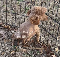 Pricilla/AKC/small toy poodle, a female Poodle - Toy  for sale in Harrison, AR – Photo 5 of 5