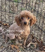 Pricilla/AKC/small toy poodle, a female Poodle - Toy  for sale in Harrison, AR – Photo 4 of 5