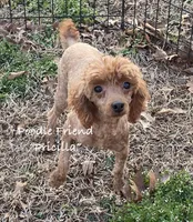 Pricilla/AKC/small toy poodle, a female Poodle - Toy  for sale in Harrison, AR – Photo 1 of 5