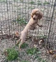 Pricilla/AKC/small toy poodle, a female Poodle - Toy  for sale in Harrison, AR – Photo 3 of 5