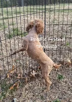 Pricilla/AKC/small toy poodle, a female Poodle - Toy  for sale in Harrison, AR – Photo 2 of 5