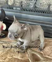 “ELLA” , a female French Bulldog for sale in Harrison, AR – 3 of 7