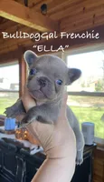 “ELLA” / AKC / Fluffy carrier, a female French Bulldog for sale in Harrison, AR – Photo 2 of 4